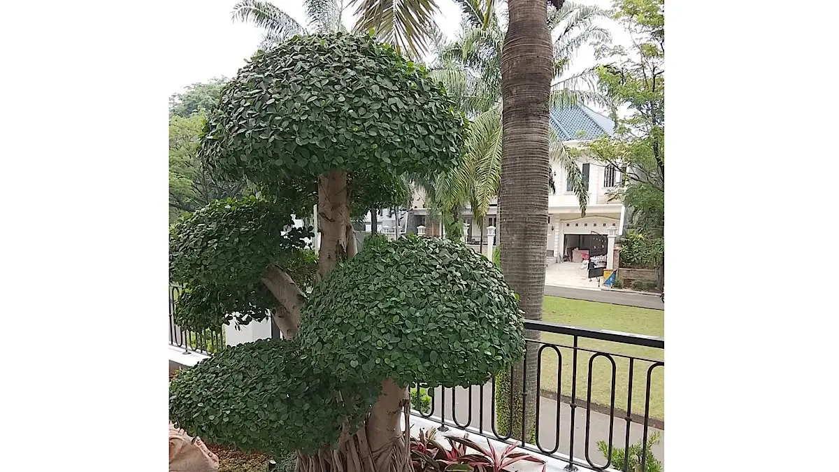 Panduan lengkap belajar bonsai untuk pemula bersama Milton Chang. Simak teknik pot pintar anti-mati, pemangkasan rutin, dan rahasia hematnya di sini.(pinterest)