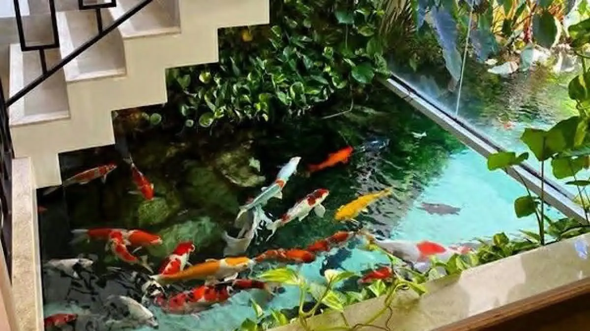 Panduan membuat kolam koi minimalis kotak tanpa relief. Tips instalasi pipa 1 inci, sekat granit, & solusi redam bising chamber filter pakai keni L.(pinterest)