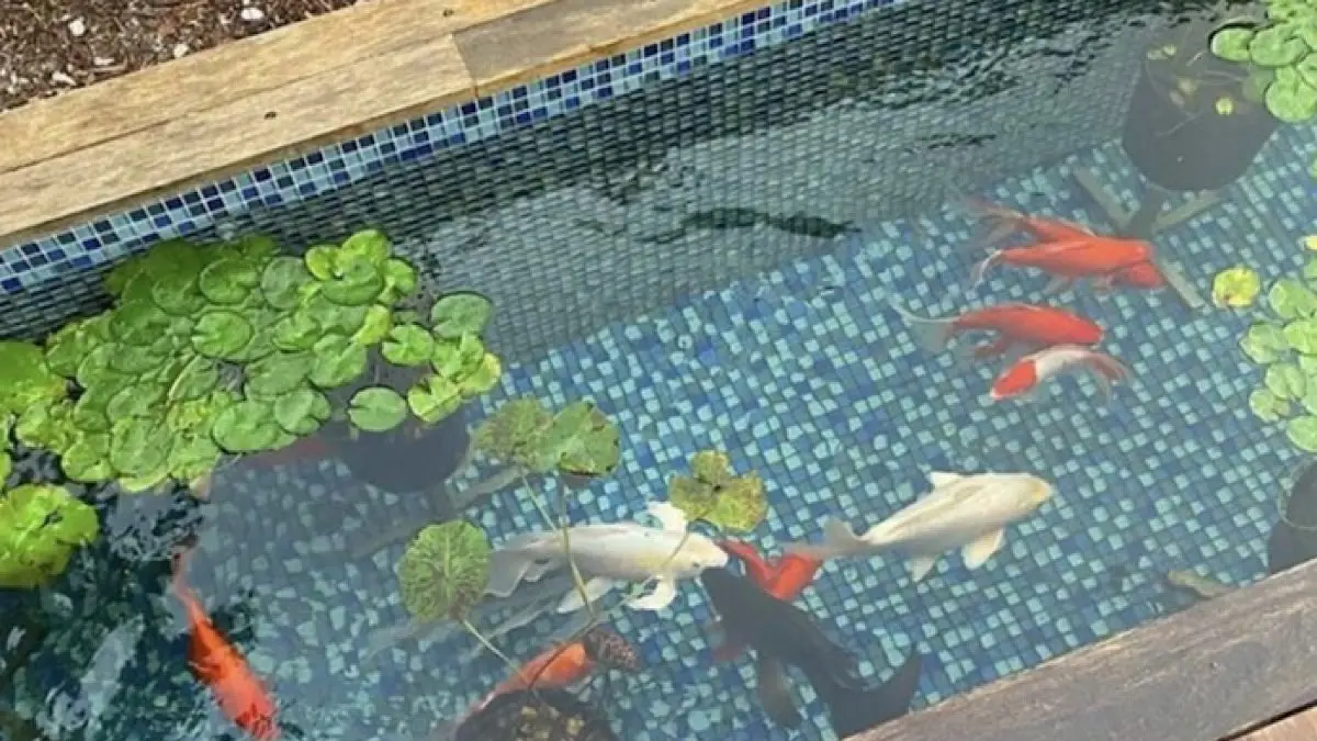 Panduan membuat kolam koi minimalis kotak tanpa relief. Tips instalasi pipa 1 inci, sekat granit, & solusi redam bising chamber filter pakai keni L.(pinterest)