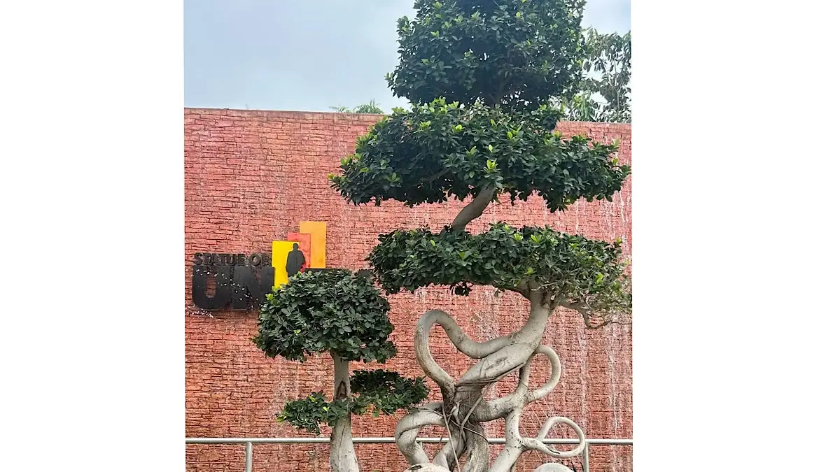 Panduan praktis cara membuat bahan bonsai beringin lokal untuk pemula menggunakan teknik wiring kawat ganda 3 mm ekstrem agar batang tidak mudah patah.(pinterest)