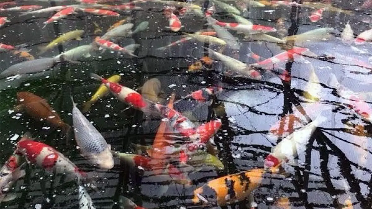 Pelajari 7 cara merawat ikan koi yang benar bagi pemula. Simak panduan kedalaman kolam minimal 1 meter, filter ideal, hingga tanda-tanda ikan sakit.(pinterest)