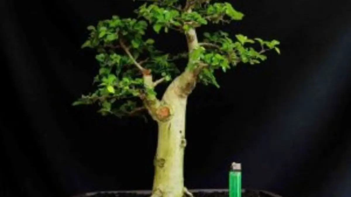 Rawat masterpiece Anda! Simak panduan Bonsai Serut Terbaru 2026 mengenai racikan media tanam gembur, dosis pupuk dekastar, dan cara atasi daun bolong. (PINTEREST)
