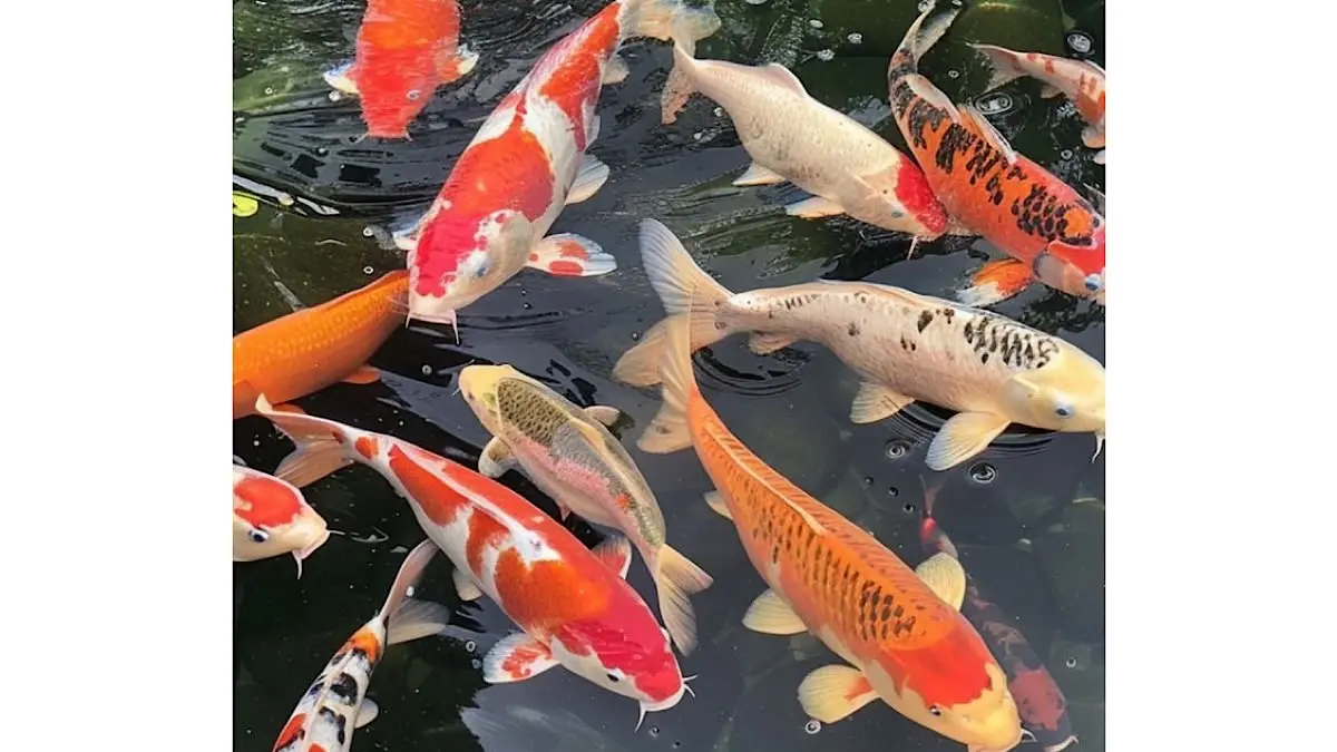 Simak cara merawat ikan koi agar cepat besar lewat pemilihan genetik unggul, kombinasi pakan high grow, hingga teknik dribbling air kolam 24 jam nonstop.(pinterest)