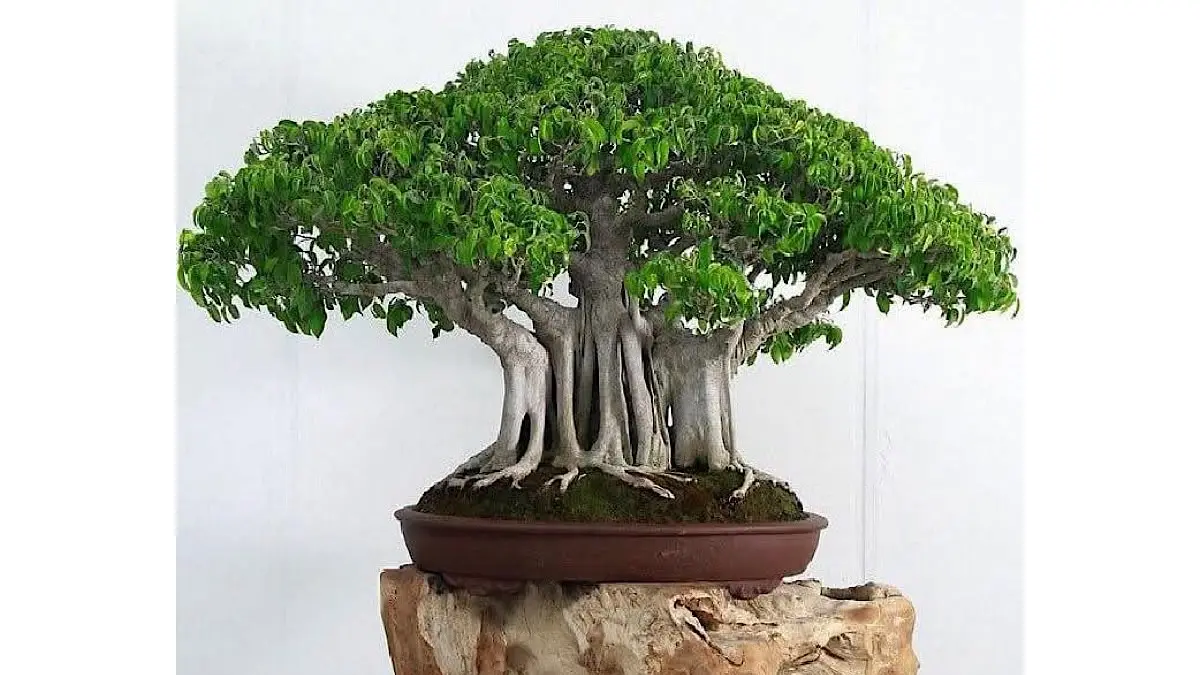 Simak daftar 5 tanaman bonsai termahal di dunia dengan harga fantastis mulai miliaran rupiah hingga pinus kuno 1000 tahun yang tembus Rp18 miliar.(pinterest)