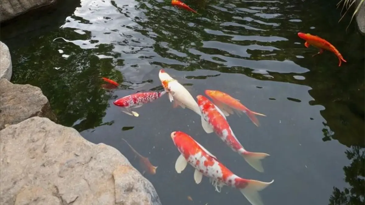Ajang Koi Show Indonesia di Yogyakarta sukses melahirkan juara baru. Intip ketatnya persaingan varietas Kohaku dan Sanke raih Grand Champion. (PINTEREST)