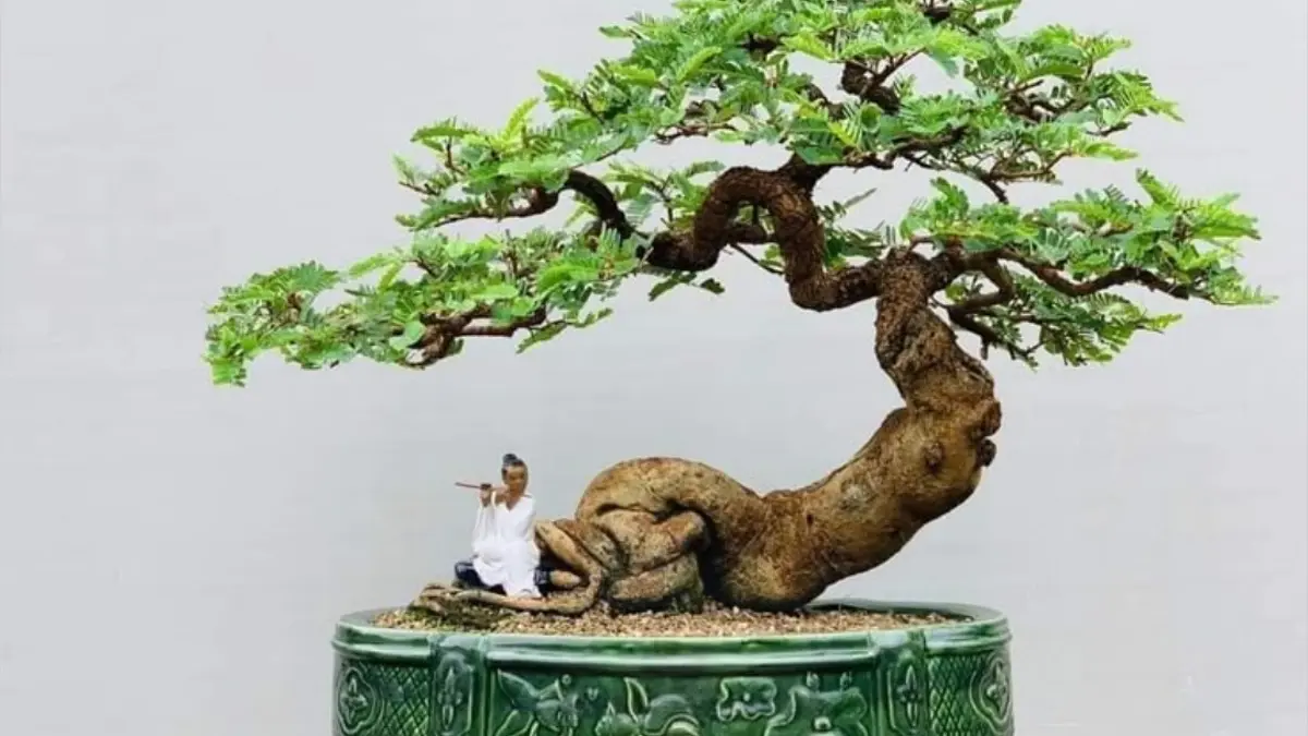 Cara membuat bonsai asem jawa dari biji, cangkok, atau alam. Panduan praktis bagi pemula mengenal keunggulan dahan Tamarindus indica yang alot. (PINTEREST)