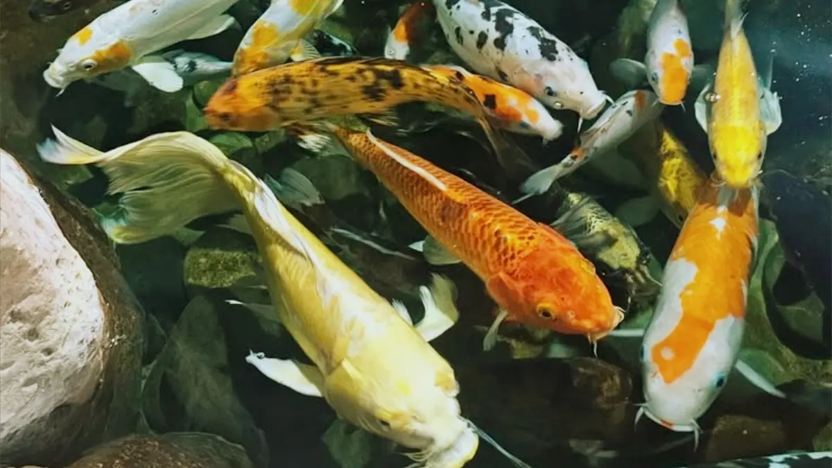 Gelaran Koi Show Indonesia 2026 sukses pertemukan 1.044 ekor ikan. Kohaku 97 cm raih Grand Champion Kelas A dan Tanco Sanke seharga Alphard berjaya. (PINTEREST)