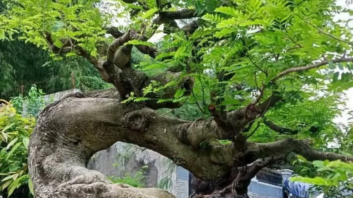 Intip ragam inspirasi Bonsai Asem Jawa unik dari erpan1140. Panduan mudah bagi pemula membuat pohon kerdil Tamarindus indica dari biji, cangkok, dan alam. (PINTEREST)