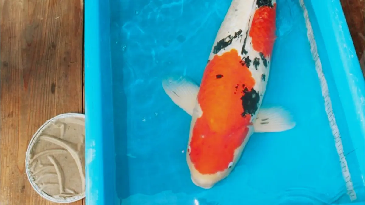 Panduan memilih koi ukuran jumbo berkualitas premium bagi pemula. Kenali detail pola warna Kohaku dan Sanke siap kolam semen di Platinum Koi. (PINTEREST)