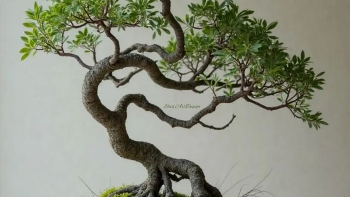 Pelajari cara merawat bonsai asem jawa ala Mas Pardi. Simak trik potong cabang, media tanam pasir, dan tips pemupukan agar tunas baru tumbuh cepat. (PINTEREST)