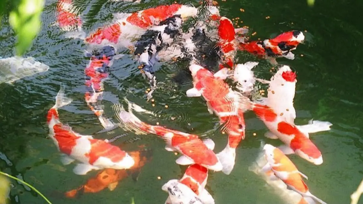 Perbedaan ikan koi import dan lokal meliputi harga, warna, mata, bentuk tubuh, hingga sifat ikan. Simak lima ciri utamanya sebelum membeli.(pinterest)