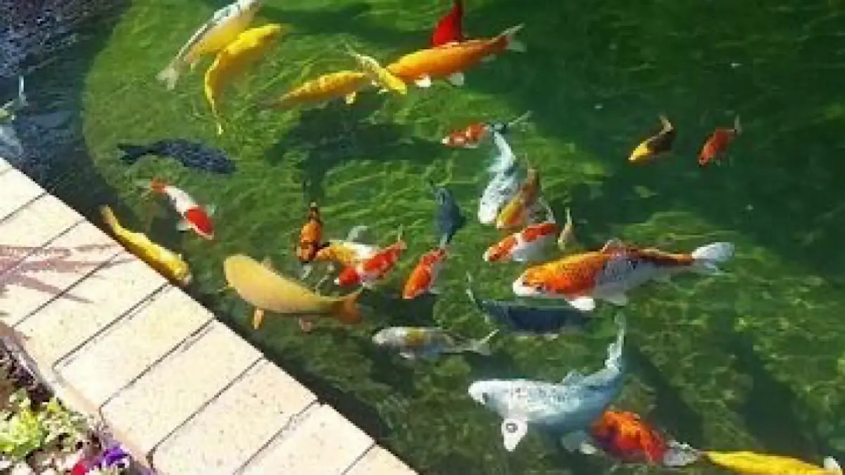 Temukan rahasia merawat ikan koi jumbo langsung dari owner VKOI Bogor. Pelajari sistem filter air 70 ton dan strategi racikan pakan impor terbaik di sini.(pinterest)