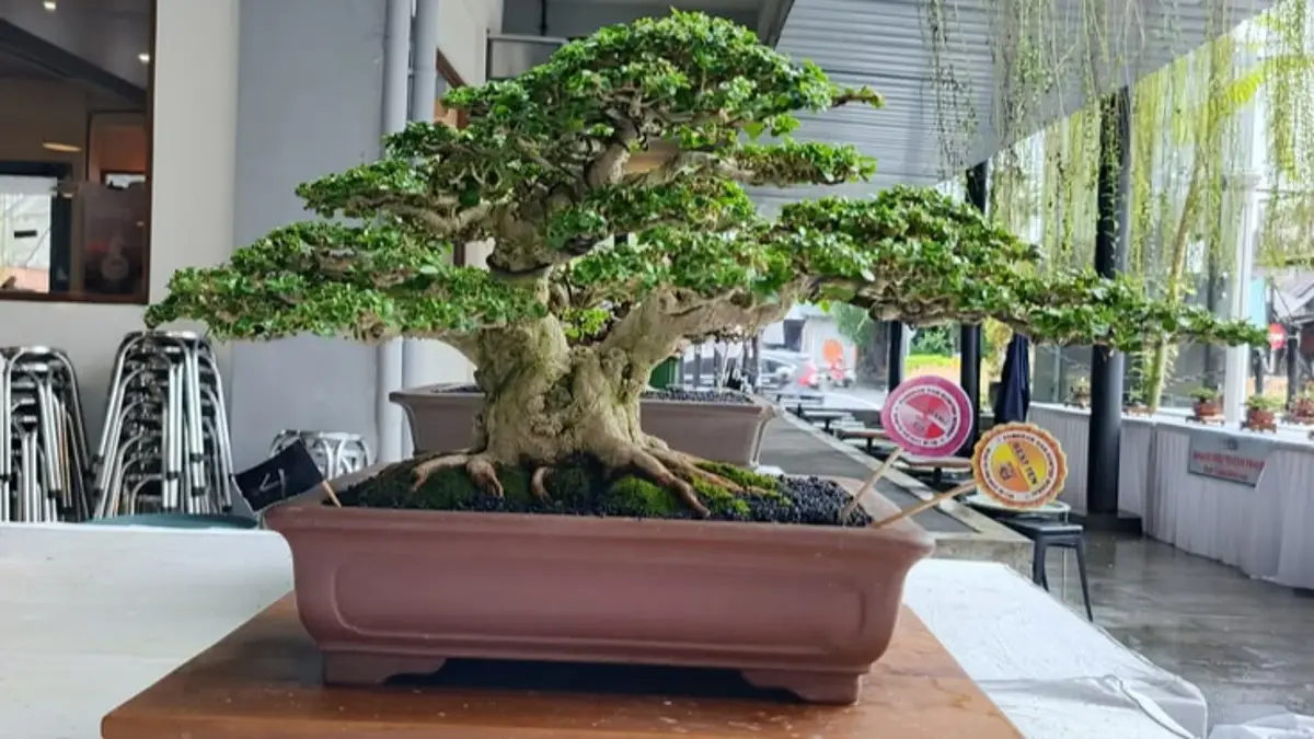 Bonsai santigi Rp1,5 miliar mencuri perhatian di pameran. Koleksi berusia 15 tahun ini memikat lewat karakter batang, akar, dan perawatan matang. (Pinterest) 