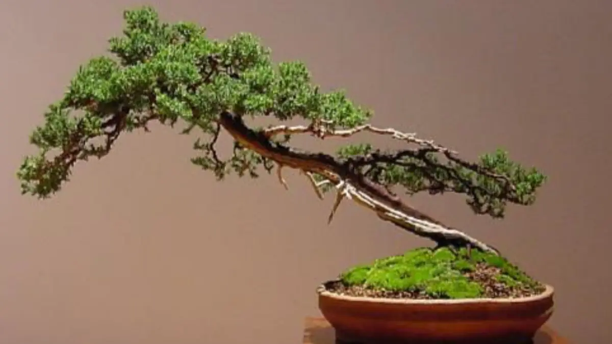 Bonsai santigi Rp1,5 miliar mencuri perhatian di pameran. Koleksi berusia 15 tahun ini memikat lewat karakter batang, akar, dan perawatan yang matang.(pinterest) 