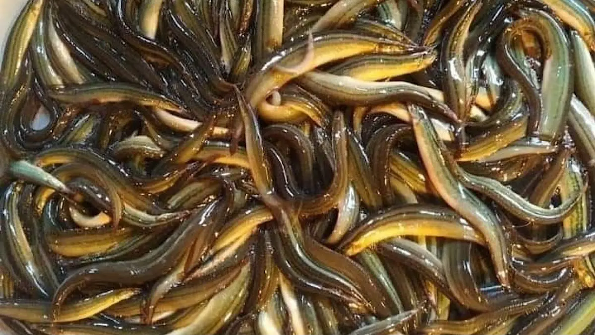 Budidaya belut di Sleman kian menjanjikan. Permintaan mencapai 1,5 ton per minggu, bahkan pelaku usaha mengaku menolak pesanan hingga 4 ton.(pinterest)