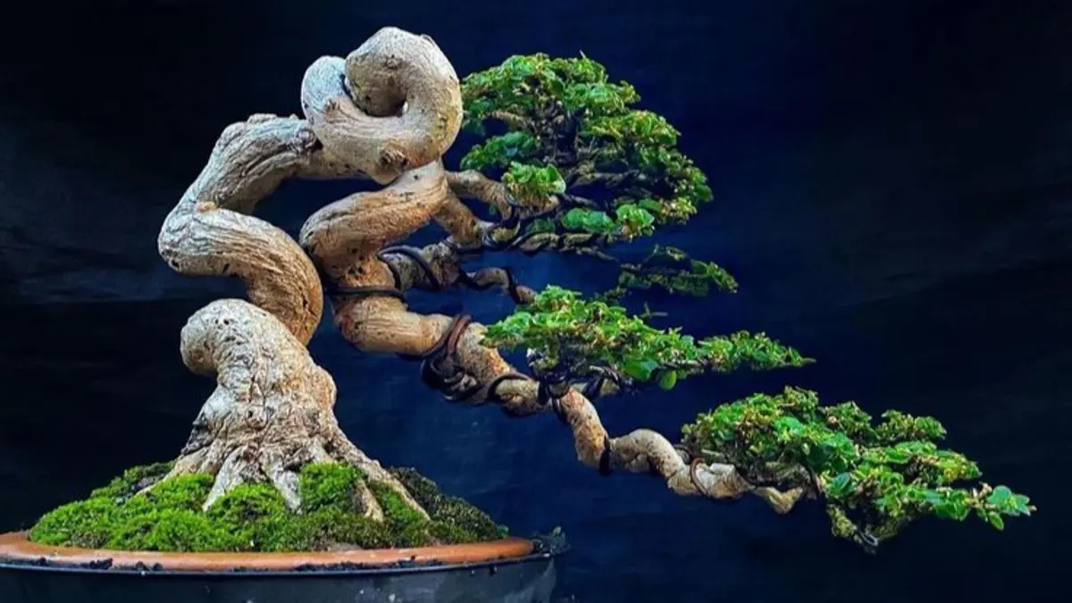 Milton Chang membagikan cara membuat bonsai elm berkualitas, mulai dari pengaturan akar, pemangkasan, hingga membentuk batang besar secara bertahap. (Pinterest) 