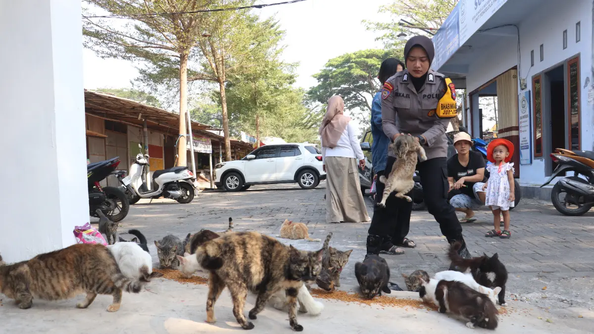Relawan Mengumpulkan Kucing Liar Saat Layanan Jemput Bela Pemeriksaan Hewan Gratis di Pasar Banggle