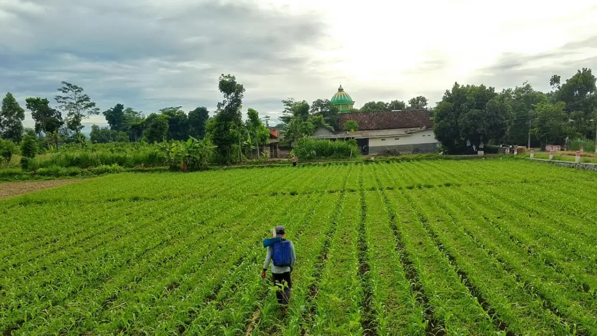 PANEN MELIMPAH: Petani memanen jagung di lahan pertanian Kabupaten Blitar. Produksi jagung Januari–Mei 2026 mencapai 172.274 ton dan menjadi penopang utama pasokan pakan ternak serta ketahanan pangan daerah.
