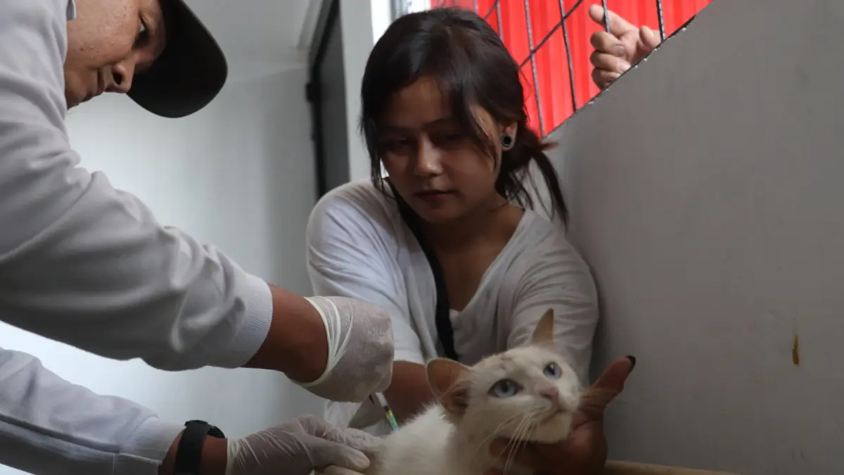 PEDULI: Ulfiatus Salamaha memegangi kucing yang disuntik vaksin oleh petugas di Pasar Banggle, Kamis (16/7) lalu.

