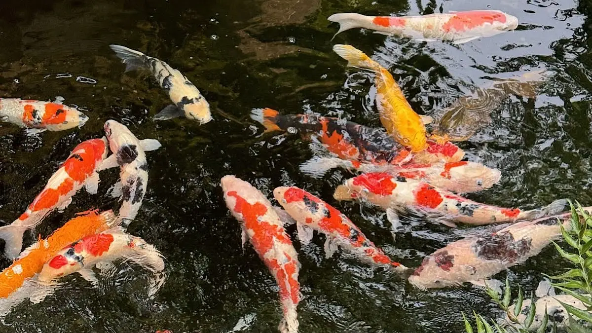 Cara memilih ikan koi kohaku berkualitas dimulai dari kualitas kulit, body, dan warna. Corak hanya menjadi penilaian tambahan dalam kontes koi.(pinterest)