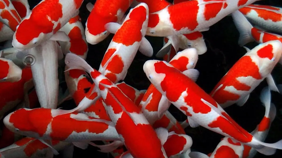 Ikan koi terbaik dipilih melalui penjurian ketat yang menilai body, pola, kualitas warna, hingga prospek perkembangan, bukan sekadar merah yang mencolok.(pinterest)