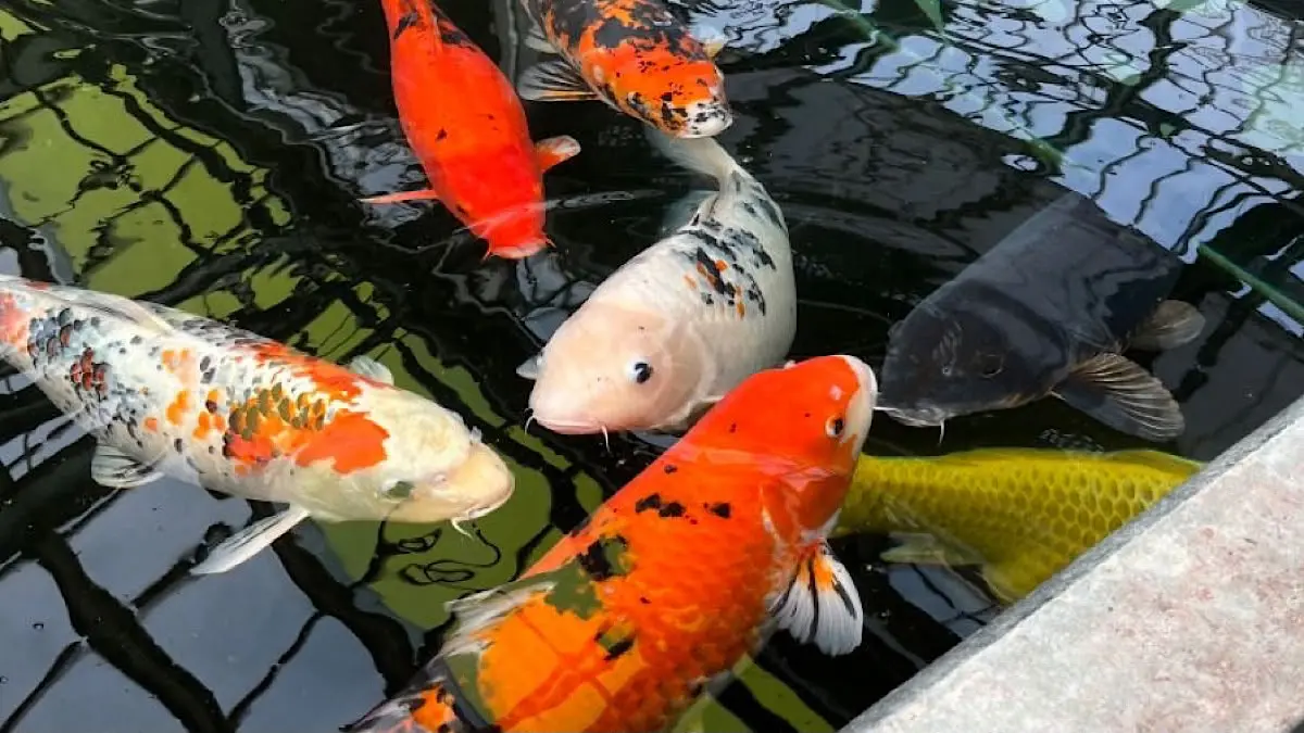 Irfan Hakim dapat hadiah koi Tanco Kohaku 80 cm dari Kiki Sutarki Samurai Koi Center dan tinjau karantina koi Momotaro di rumah Hartono.(pinterest)