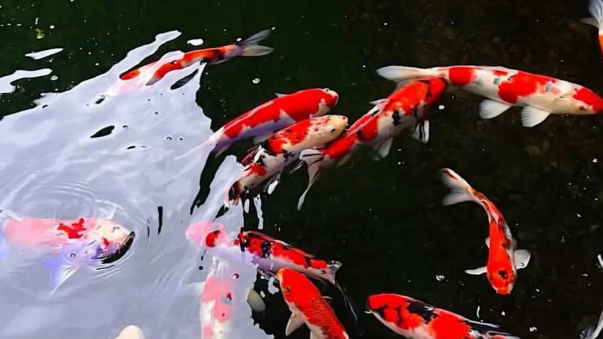 Irfan Hakim tambah 4 koi jumbo impor Jepang dari Hartono di kolam pendopo deHakims untuk sarana edukasi satwa. Simak relokasi kolam lengkapnya.(pinterest)