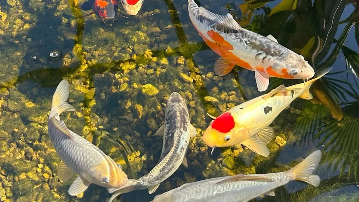 Marudo Tosai Koi dari Kohaku Koi Farm hadir di Vietnam dengan seleksi langsung dari Marudo Koi Farm. Simak kualitas, harga, dan keunggulannya.(pinterest)