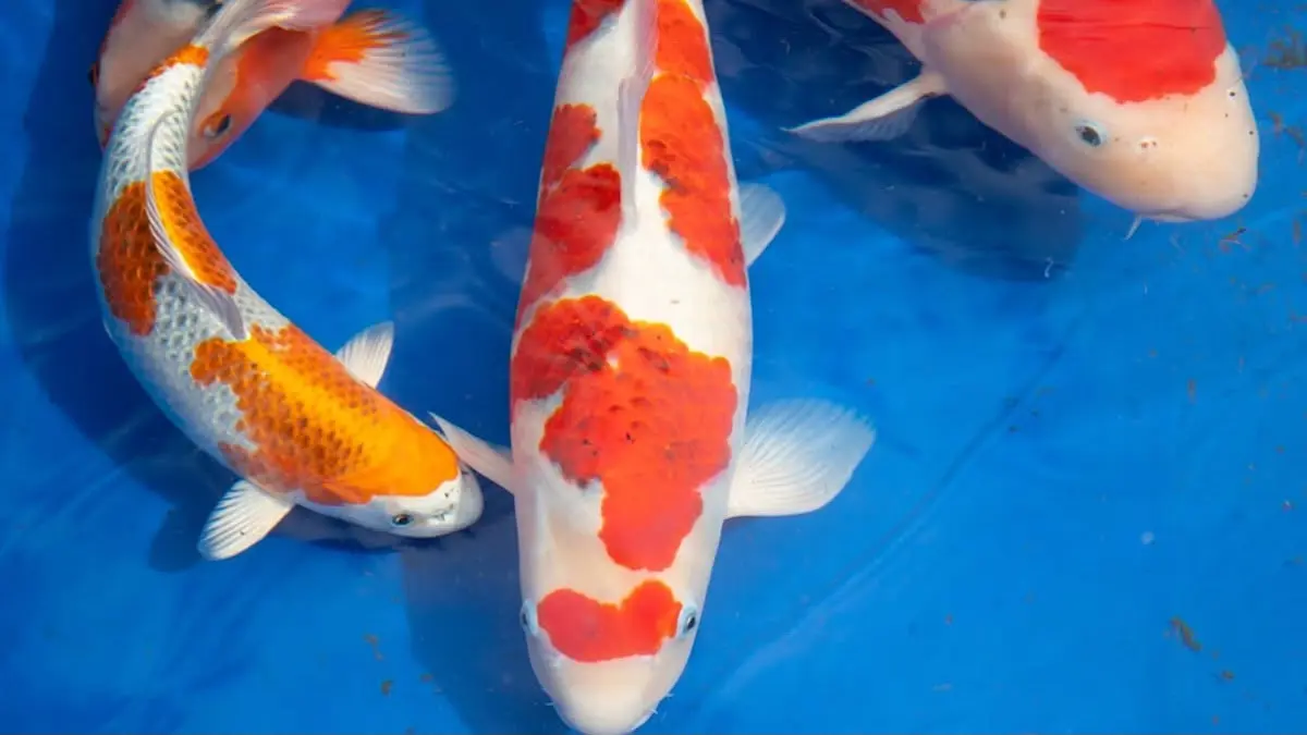 Nusatic 2026 sukses menggelar display koi Grand Champion 1 meter. Tim Samurai borong juara dan Koiport Indonesia raih 5 juara pertama.(pinterest)