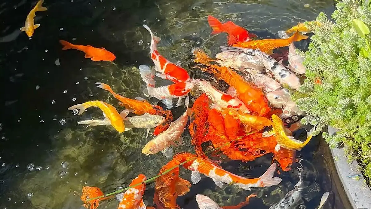 Pakan Mega Jumbo Koi menunjukkan hasil positif. Sanke tumbuh 8 cm dalam dua bulan, sementara Kohaku mengalami peningkatan body volume dan ukuran.(pinterest)