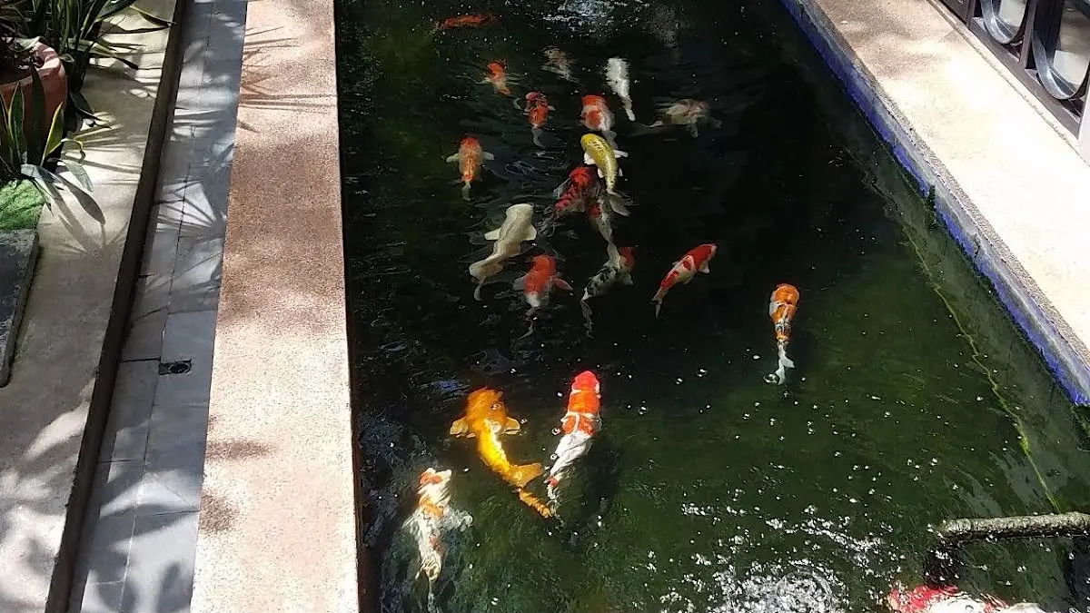 Wiguna Koi Farm Bali pelihara koi lokal berstandar Jepang. Simak kiprah 30 tahun Candra Wiraguna cetak Shiro Utsuri jumbo dan persiapan kontes.(pinterest)