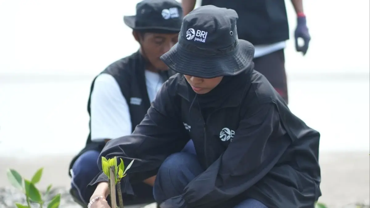 BRI Peduli bersama Kelompok tani lokal menanam bibit mangrove.