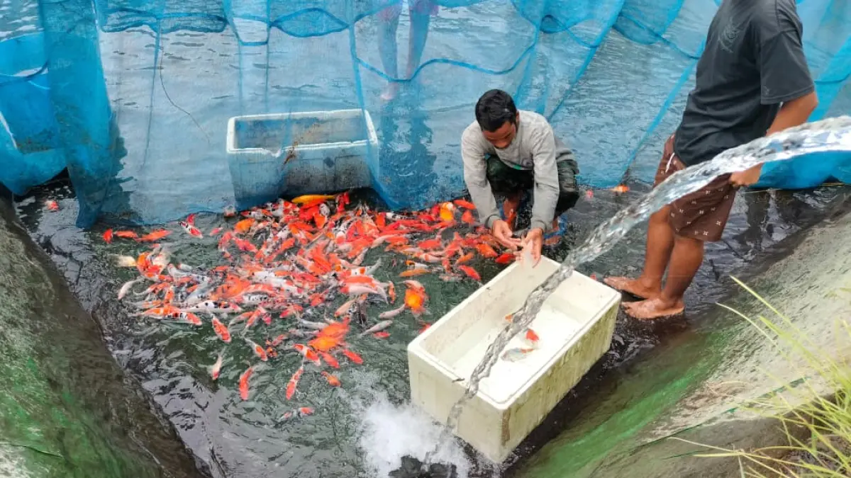 Pembudidaya ikan koi melakukan perawatan dan seleksi ikan di kolam budidaya. Disnakkan Kabupaten Blitar mendorong penerapan sistem budidaya ikan berbasis probiotik karena dinilai lebih hemat air, menekan konsumsi listrik, serta ramah lingkungan dibanding sistem kocor.