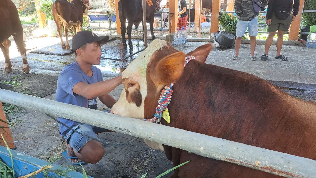 LAMA VAKUM: Salah satu peserta kontes sapi yang bersiap untuk unjuk gigi di PHT Wlingi, senin (27/7). 
