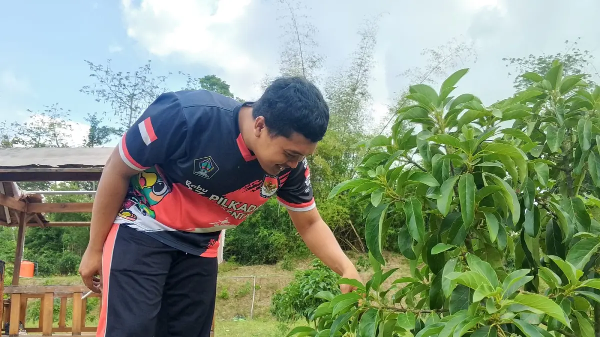 Kebun alpukat di lahan bekas tambang pasir Desa Selokajang menjadi upaya penghijauan sekaligus sumber ekonomi baru bagi warga.