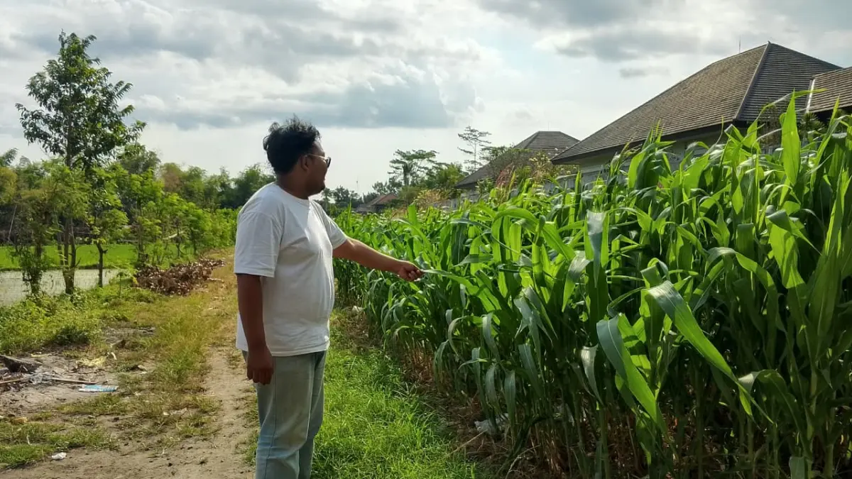 Petani merawat jagung pembenihan di Kabupaten Blitar untuk memperkuat ketersediaan benih lokal.