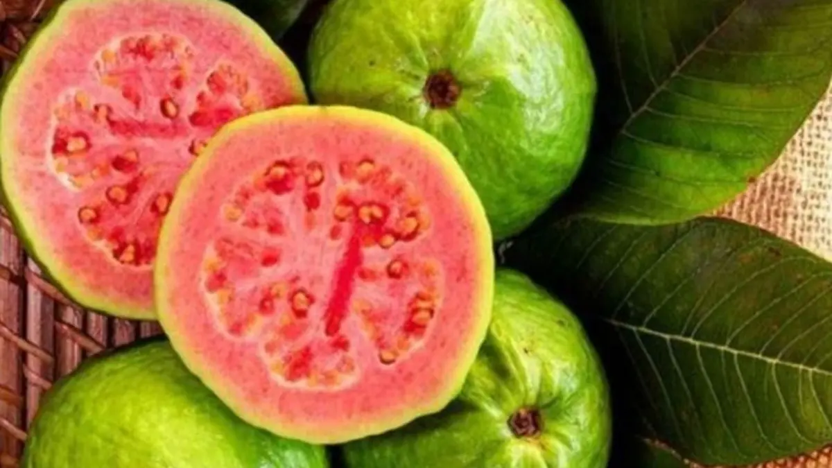 Manfaat buah jambu biji untuk meningkatkan imunitas, mengatasi DBD, dan melancarkan pencernaan. Simak kandungan nutrisi dan khasiat utamanya di sini. (PINTEREST)