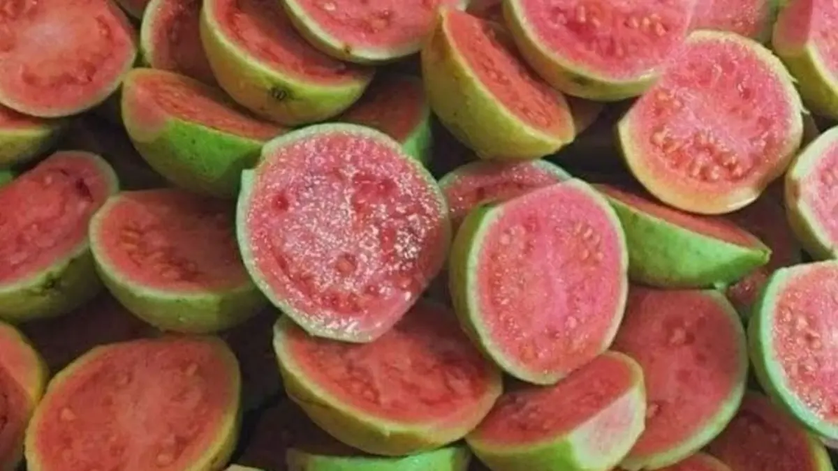 Manfaat buah jambu biji untuk meningkatkan imunitas, menurunkan kolesterol, serta mempercepat trombosit pasien DBD. Pelajari pula khasiat daunnya untuk diare. (PINTEREST)
