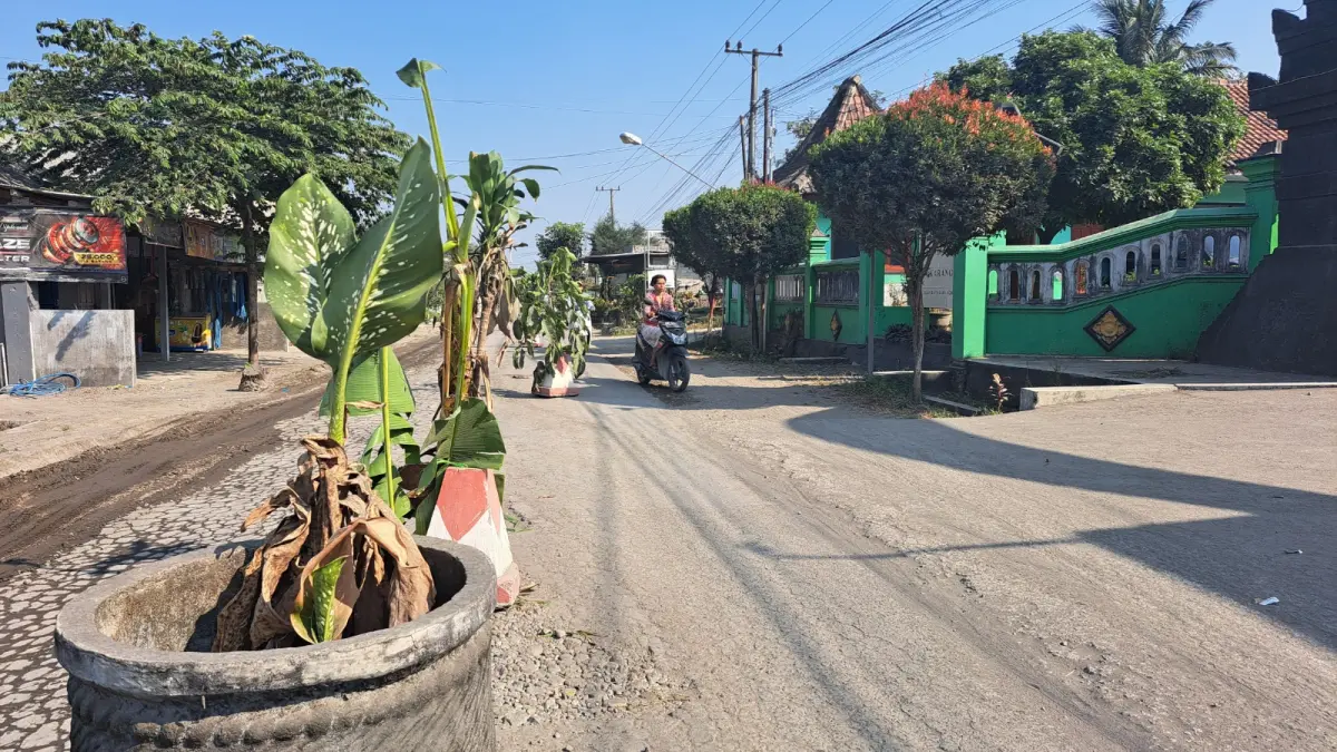 Fajar Rahmad/Radar Blitar
GERAM: Sejumlah pohon pisang ditanam oleh warga di sepanjang jalan rusak di Desa Karangrejo, Kecamatan Garum, kemarin. 
