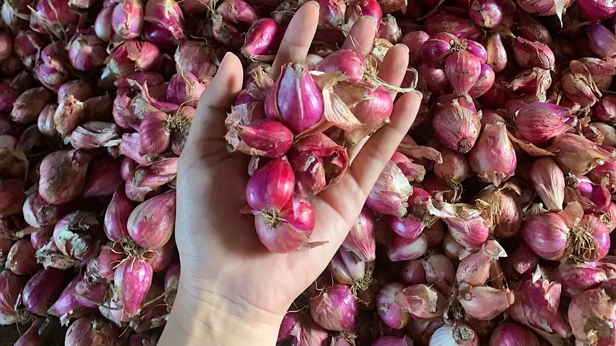 Cara menanam bawang merah dari awal sampai panen membutuhkan perawatan bertahap. Simak panduan lengkap mulai olah lahan, pemupukan, penyemprotan hingga panen umur 57 HST.