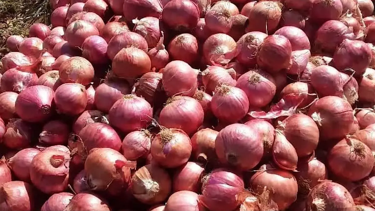 Cara menanam bawang merah dari awal sampai panen perlu dilakukan bertahap. Simak panduan lengkap mulai olah lahan, pemupukan, penyemprotan hingga panen umur 57 HST.(pinterest)