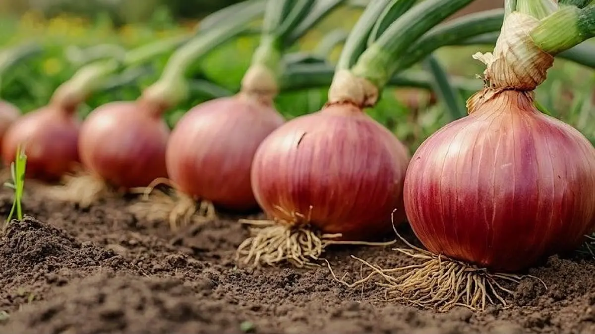 Cara menanam bawang merah dari awal sampai panen perlu dilakukan secara bertahap. Simak panduan lengkap mulai persiapan lahan, pemupukan, perawatan hingga waktu panen.(pinterest)