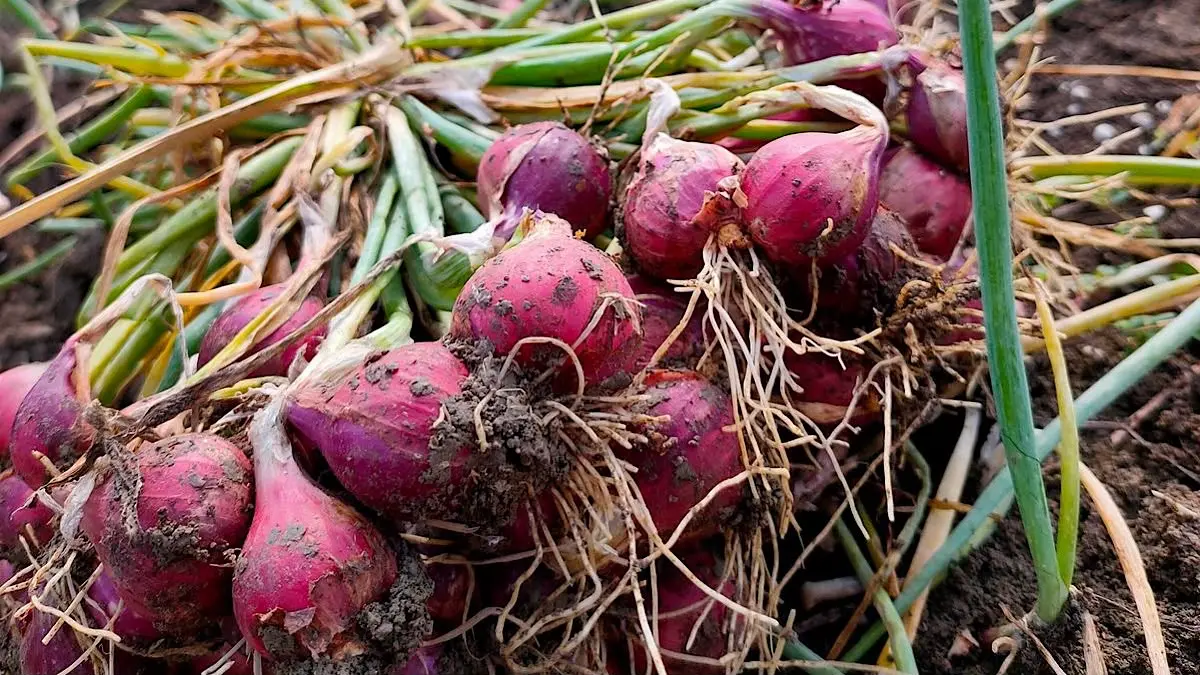 Perbedaan tanam bawang merah umbi dan biji TSS memengaruhi biaya, waktu panen, dan kualitas hasil. Simak kelebihan serta kekurangan masing-masing metode sebelum mulai budidaya.(pinterest)