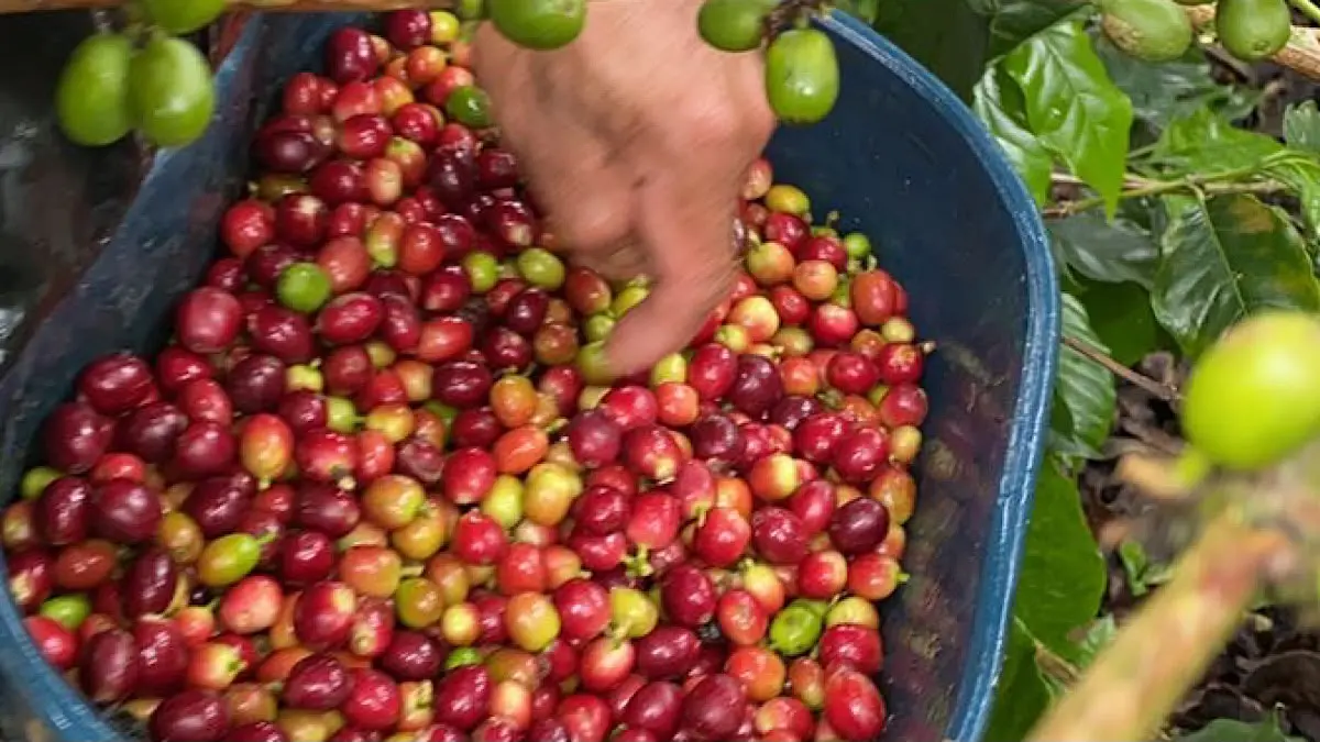 Potensi kopi Arabika Indonesia terus menjanjikan. Petani Bandung sukses mengembangkan specialty coffee hingga ekspor ke Jepang, UEA, dan Jerman berkat inovasi budidaya.(pinterest)