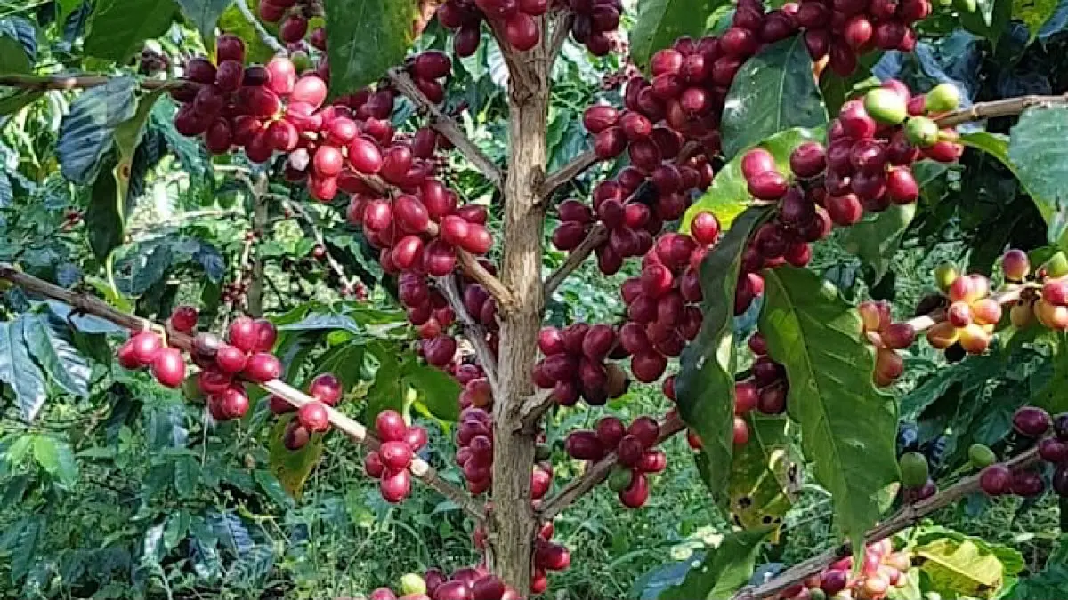 Potensi kopi Arabika masih sangat besar. Petani Bandung sukses mengembangkan kopi specialty hingga ekspor ke Jepang, UEA, dan Jerman berkat inovasi serta teknologi budidaya.(pinterest)