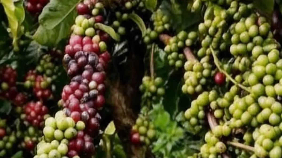 Potensi kopi Arabika masih sangat menjanjikan. Petani Bandung berhasil mengelola 20 hektare kebun dan menembus pasar Jepang, UEA, hingga Jerman lewat kopi specialty.(pinterest)