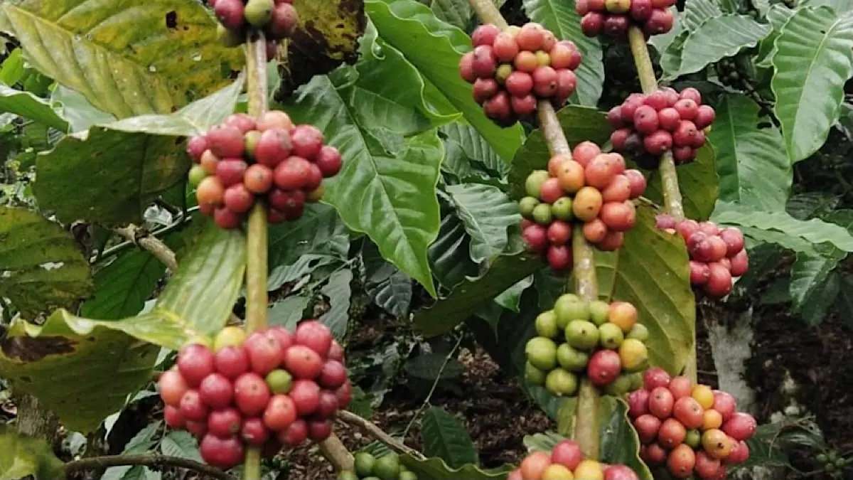 Sistem tanam pagar kopi mampu meningkatkan produksi hingga lima kali lipat. Simak cara budidaya, keunggulan, dan strategi panen agar hasil kebun lebih maksimal.(pinterest)
