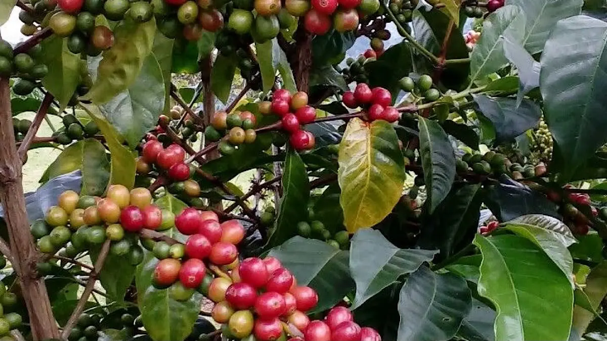 Sistem tanam pagar kopi terbukti mampu meningkatkan produktivitas hingga lima kali lipat sekaligus menekan biaya perawatan. Simak cara budidaya dan keunggulannya.(pinterest)