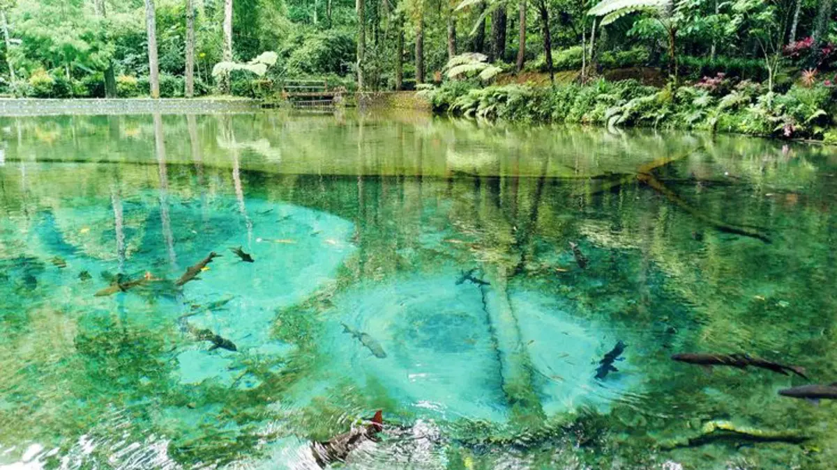 Legenda Rambut Monte di Blitar mengisahkan Mbah Monte, ikan dewa, dan naga penjaga telaga. Cerita turun-temurun ini masih dipercaya sebagai simbol menjaga kelestarian alam.(Pinterest) 