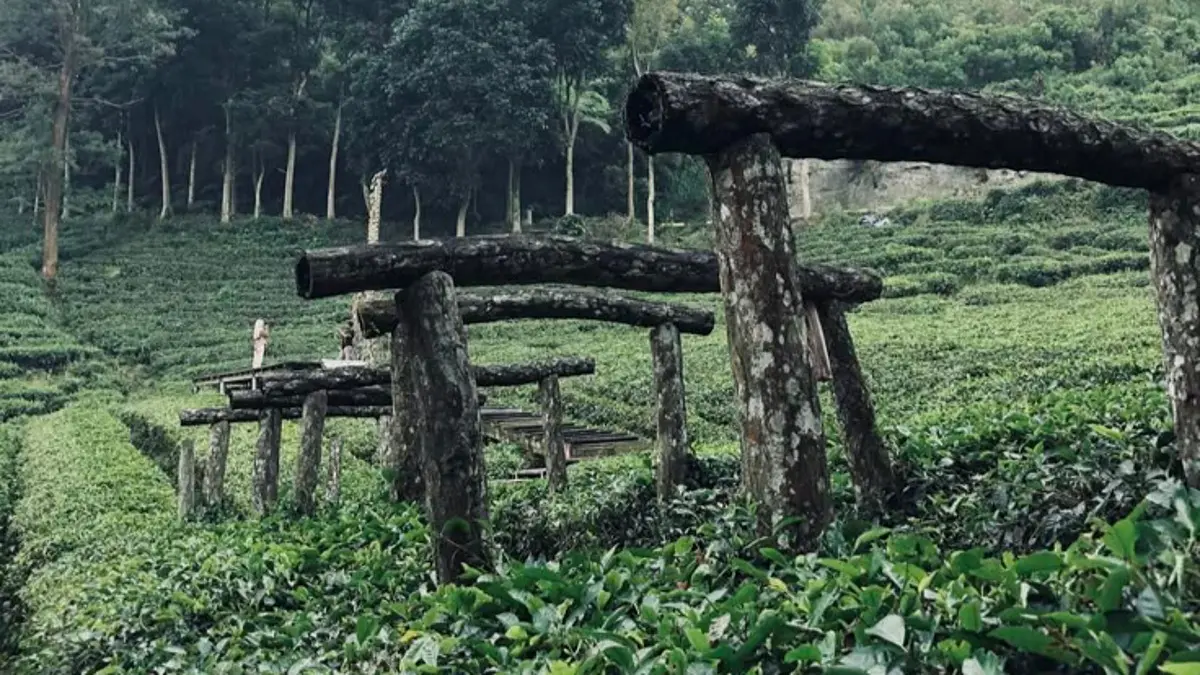 Agrowisata Sirah Kencong Blitar menawarkan panorama kebun teh, udara sejuk lereng Gunung Kawi, dan perjalanan indah yang cocok untuk wisata keluarga.(Pinterest) 